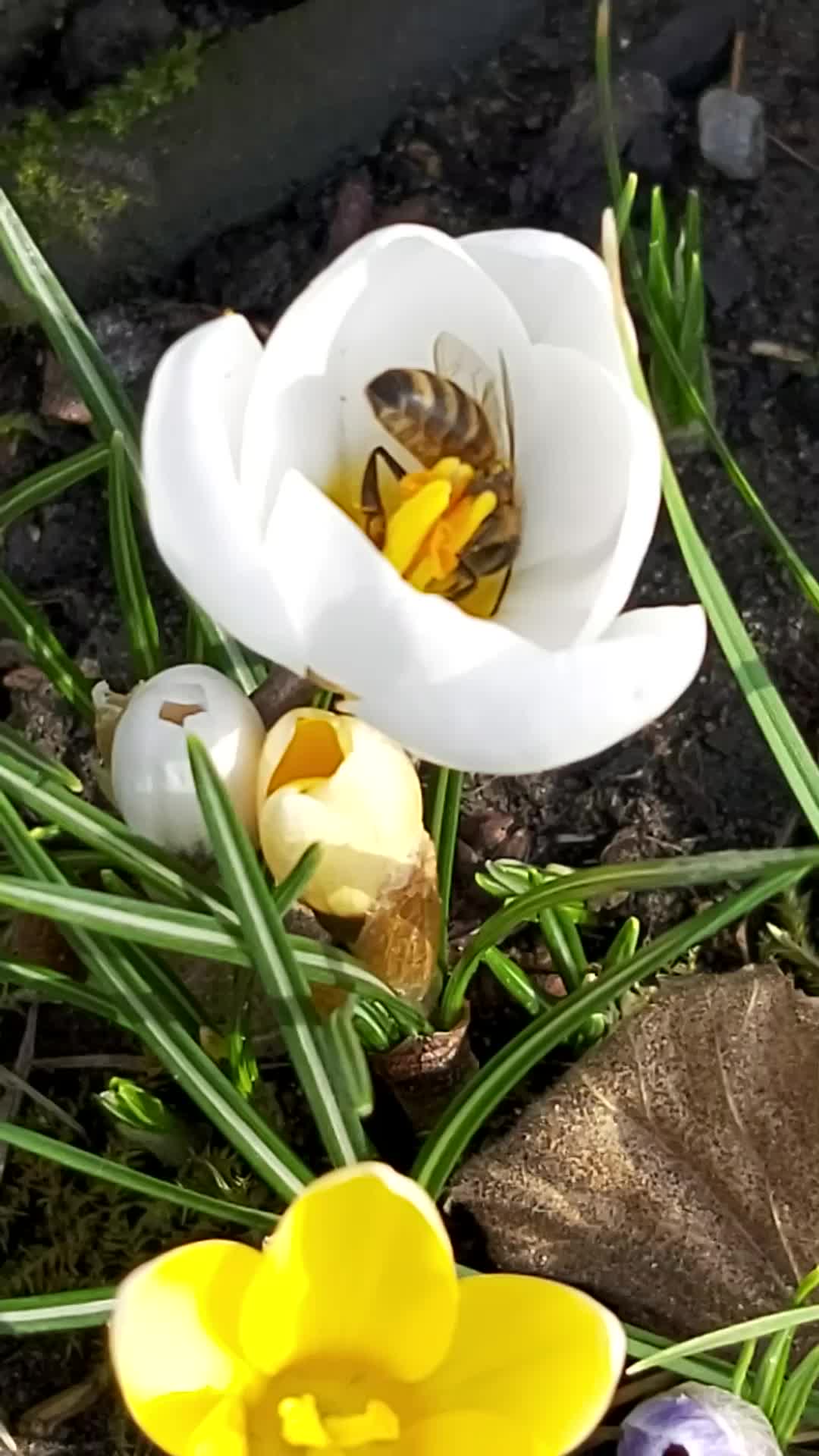 Fleissig ersten Pollen und Nektar für den Nachwuchs sammeln