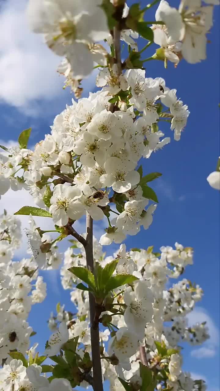 Nashibirnenblüten bestäuben