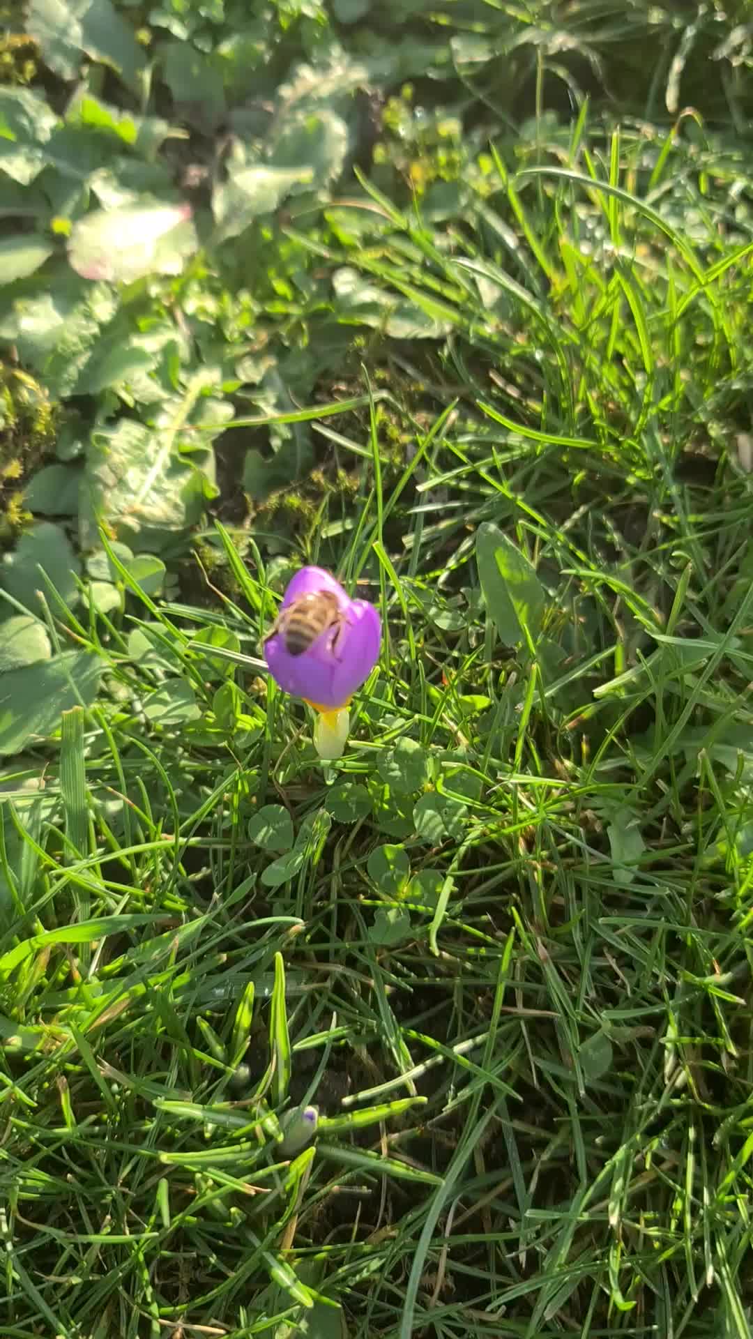 Erste Krokusse im Januar '23 - schnell als Erster rein und ernten