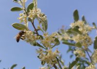 Bl&uuml;ten der essbaren &Ouml;lweide