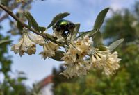 Rosenk&auml;fer in der &Ouml;lweide